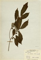 藏品(天仙果)的圖片